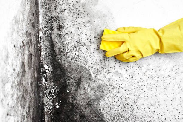 Best White Mold Remediation in Front Royal, VA