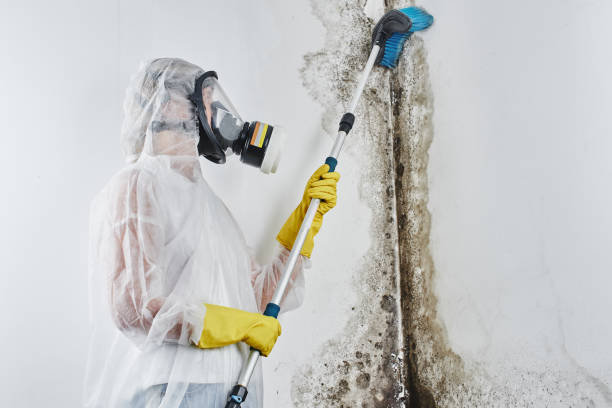 Best Residential Mold Remediation in Front Royal, VA