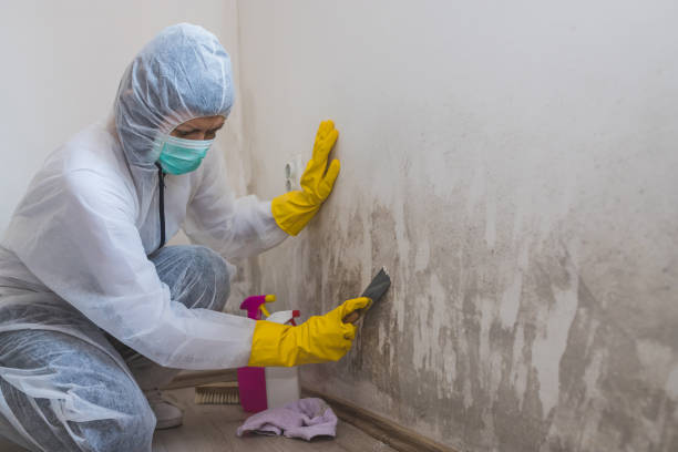 Best Residential Mold Remediation in Front Royal, VA