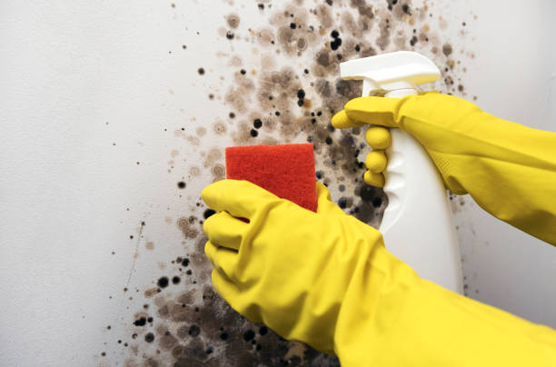 Best Health and Safety Mold Remediation in Front Royal, VA