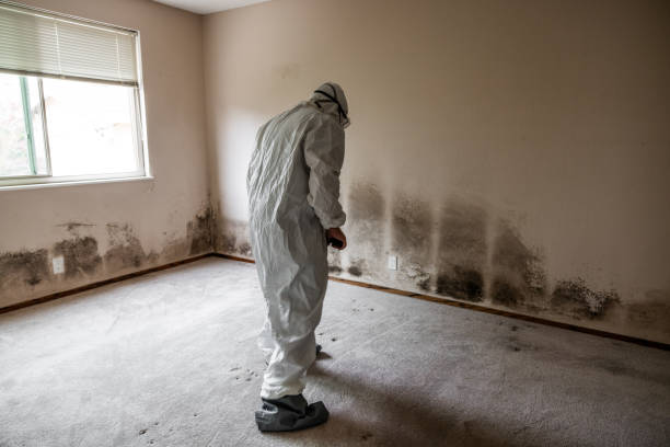 Best HVAC Mold Remediation in Front Royal, VA