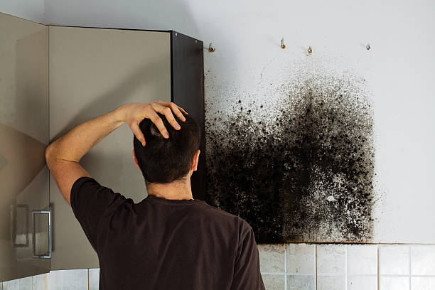 Best Post-Flood Mold Remediation in Front Royal, VA